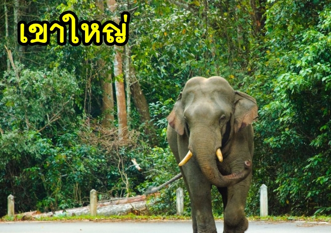 52-เหมารถเขาใหญ่